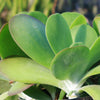 Flapjack Plant ‘Kalanchoe luciae’