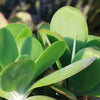 Flapjack Plant ‘Kalanchoe luciae’