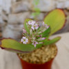 Kalanchoe synsepala