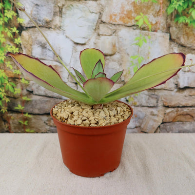walking succulent Buy Kalanchoe Synsepala | Walking Kalanchoe Plant