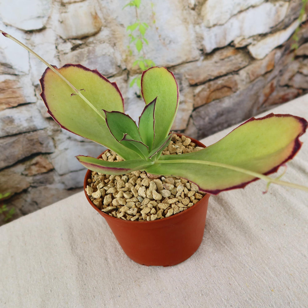 patrol_placeholder_a6ead9acc5af34cb22c78a05ed144ef7