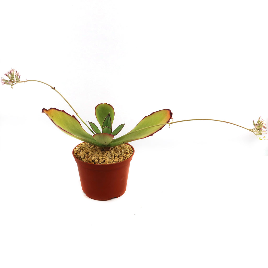 patrol_placeholder_a6ead9acc5af34cb22c78a05ed144ef7