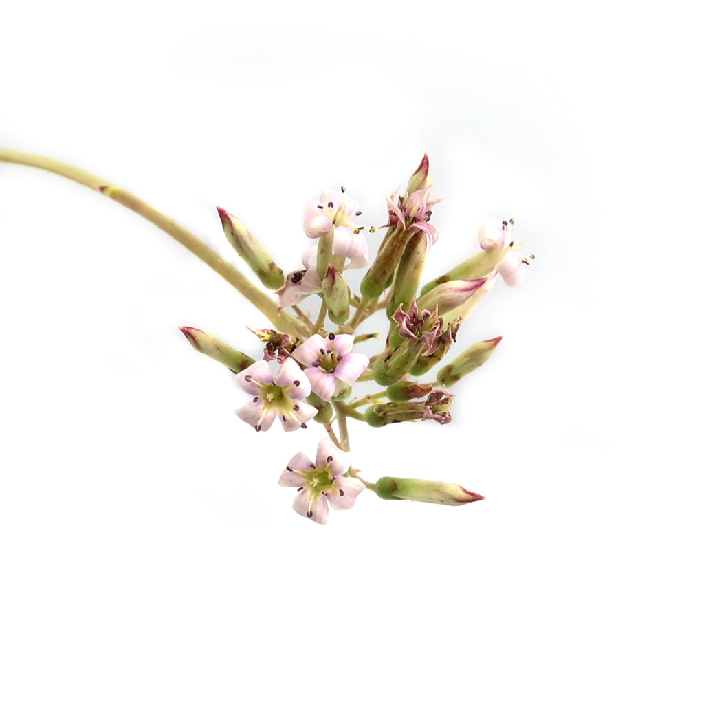 patrol_placeholder_a6ead9acc5af34cb22c78a05ed144ef7