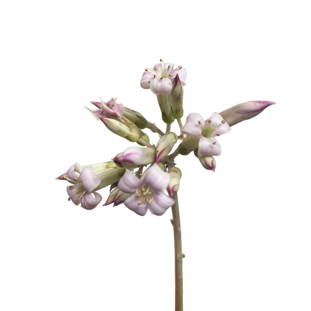 patrol_placeholder_a6ead9acc5af34cb22c78a05ed144ef7