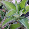 Mother of Thousands Plant &