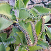 Mother of Thousands Plant &