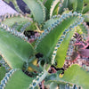 Mother of Thousands Plant &