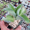 Mother of Thousands Plant &