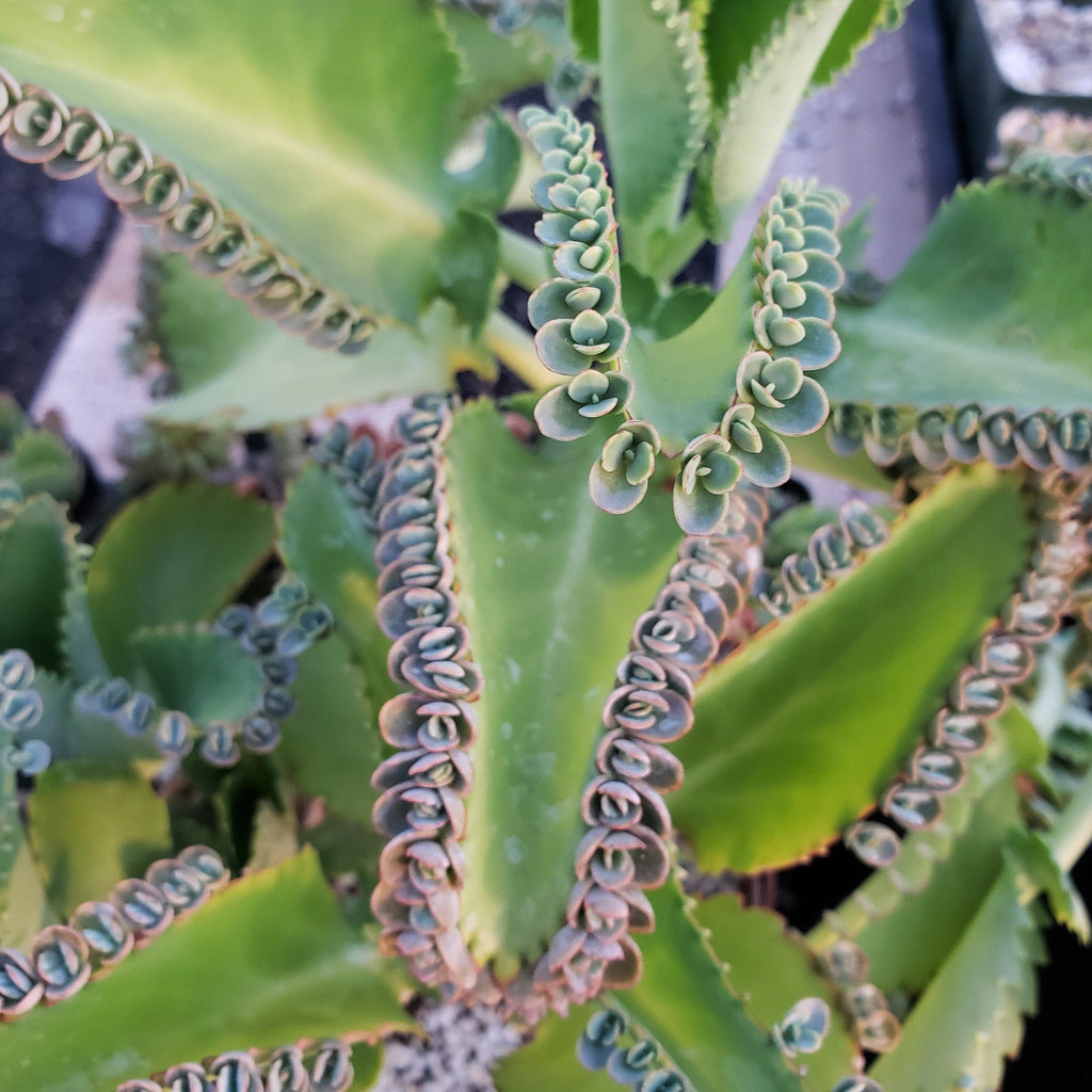 Mother Of Thousands Plant Kalanchoe Laetivirens Shop Now Planet mother-of-thousands-plant-kalanchoe-laetivirens-shop-now-planet