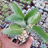 Mother of Thousands Plant &