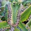 Mother of Thousands Plant &