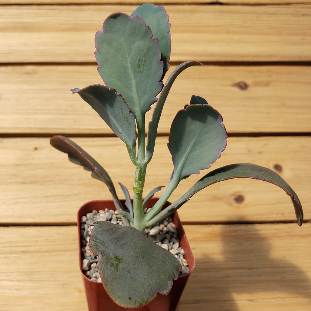 Kalanchoe fedtschenko