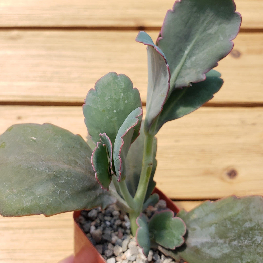 Kalanchoe fedtschenko