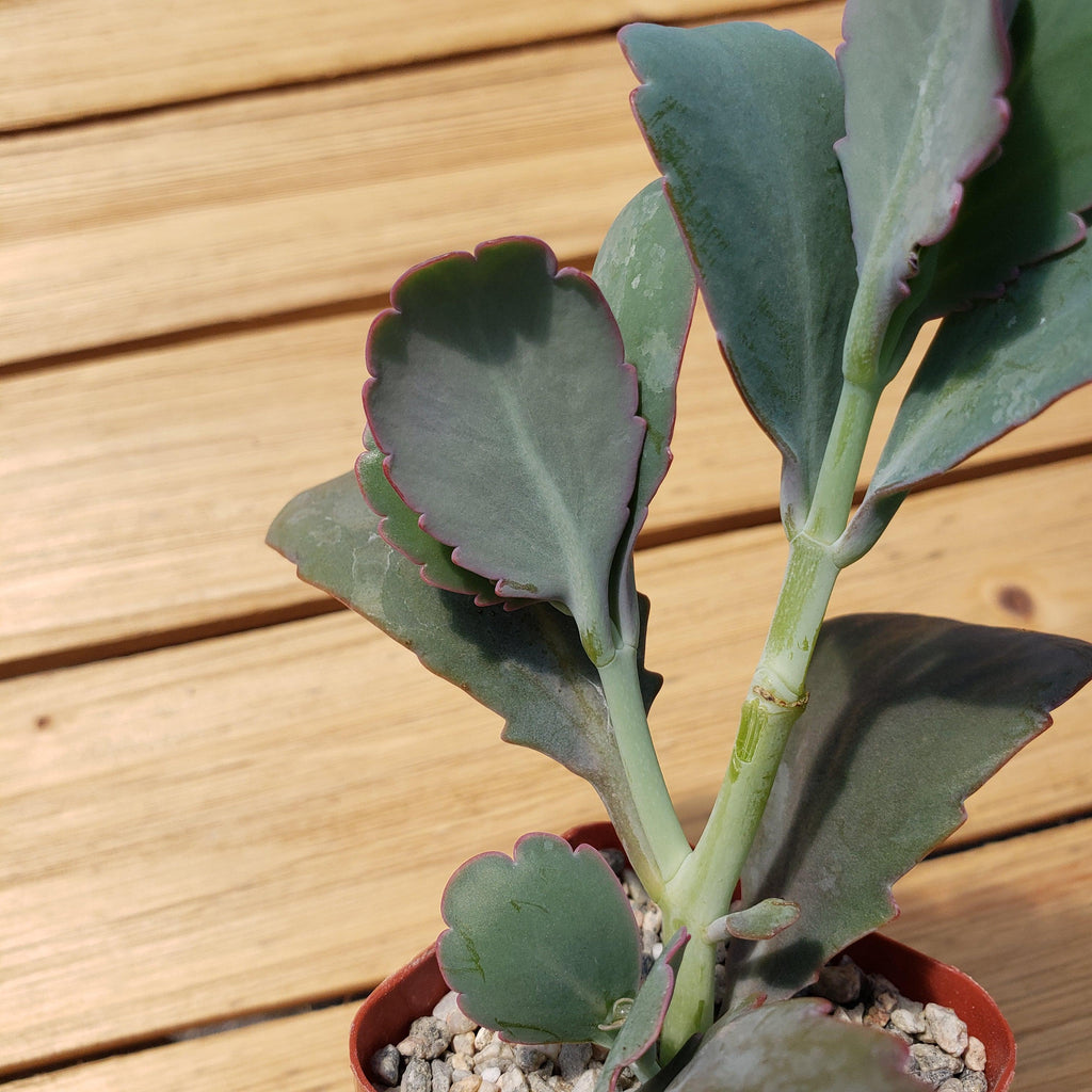 Kalanchoe fedtschenko