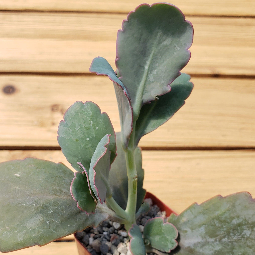 Kalanchoe fedtschenko