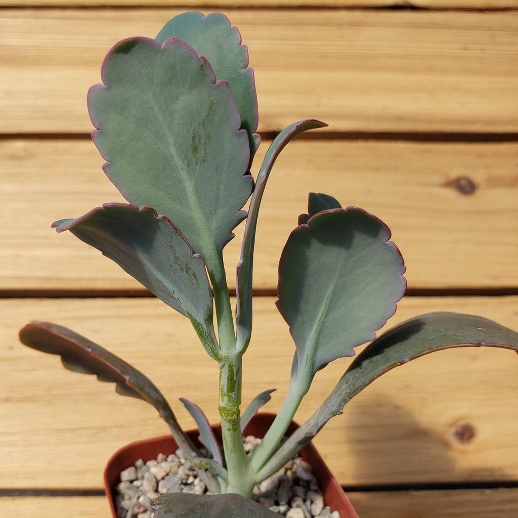 Kalanchoe fedtschenko