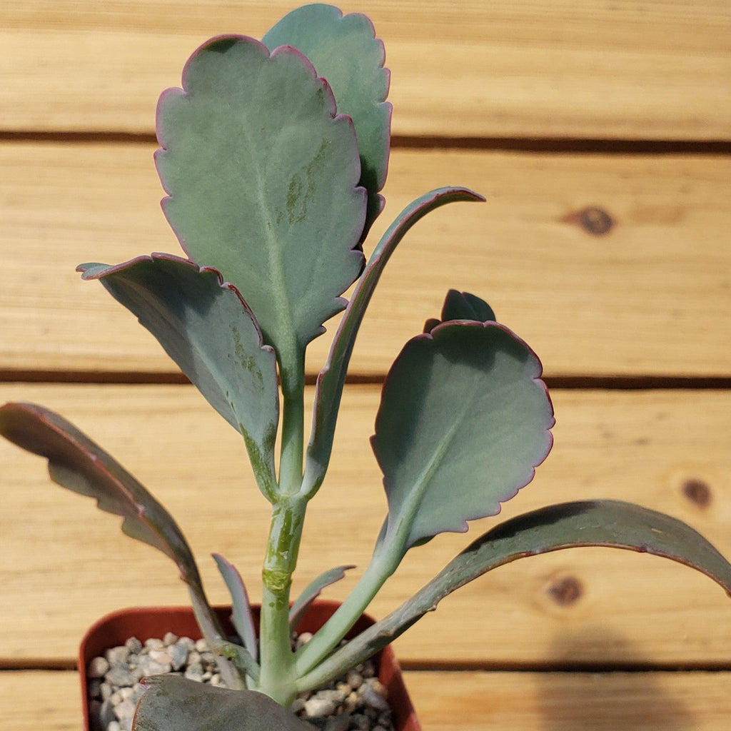 Kalanchoe fedtschenko