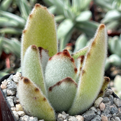 succulent panda ears Panda Plant 'Kalanchoe tomentosa'