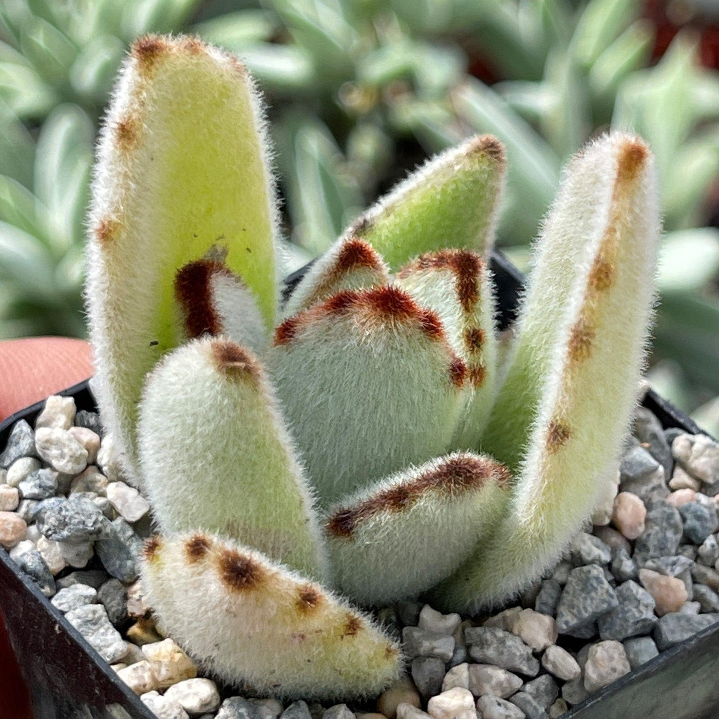 fuzzy panda succulent Panda Plant 'Kalanchoe tomentosa'