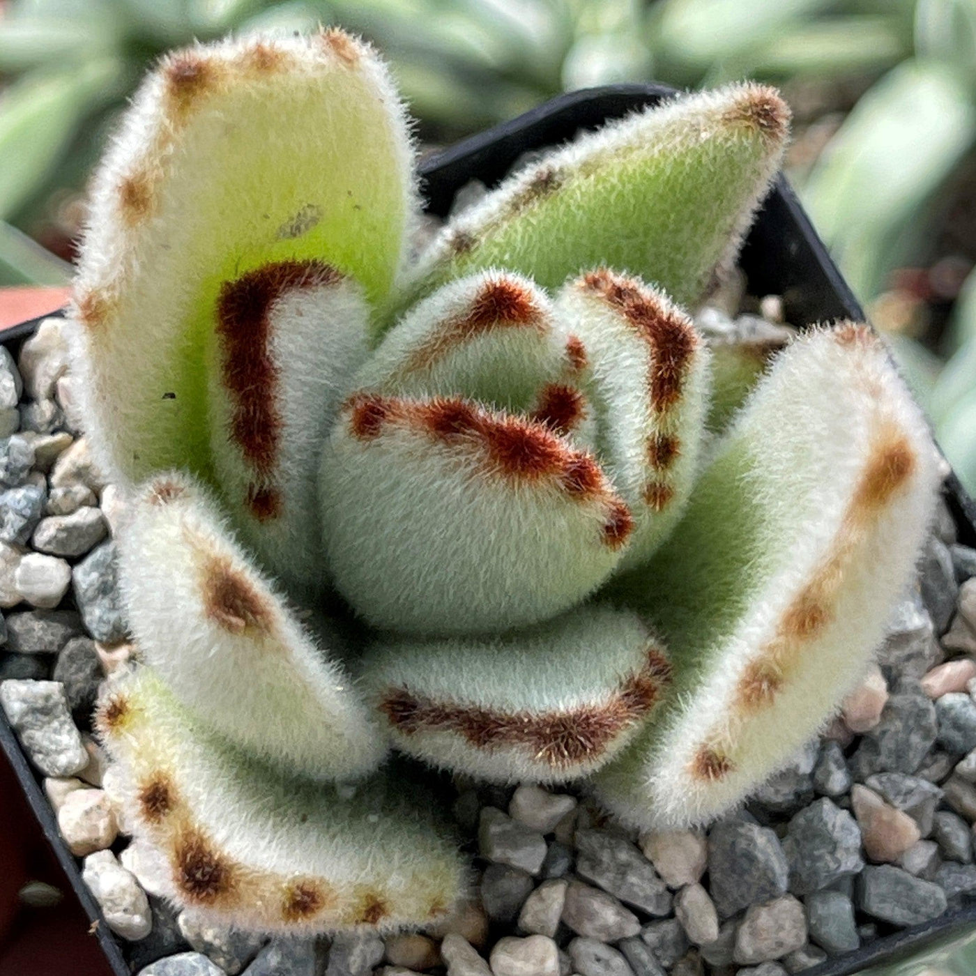 succulent panda Panda Plant 'Kalanchoe tomentosa'