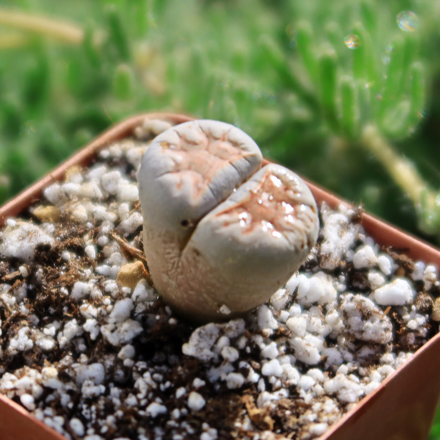 gemstone succulent Lithops karasmontana mickbergensis
