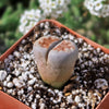 Lithops karasmontana mickbergensis