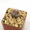 Lithops karasmontana mickbergensis