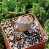 Lithops karasmontana mickbergensis