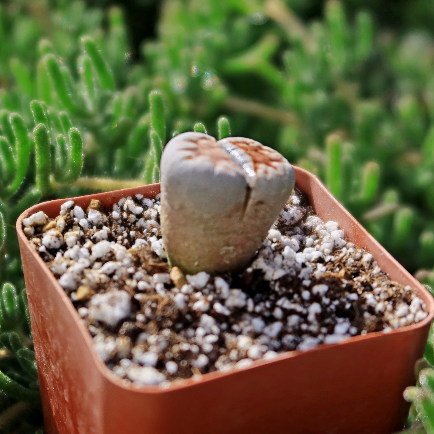 mick succulents Shop 'Lithops karasmontana mickbergensis' Care and Info |Planet Desert