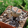 Lithops karasmontana mickbergensis