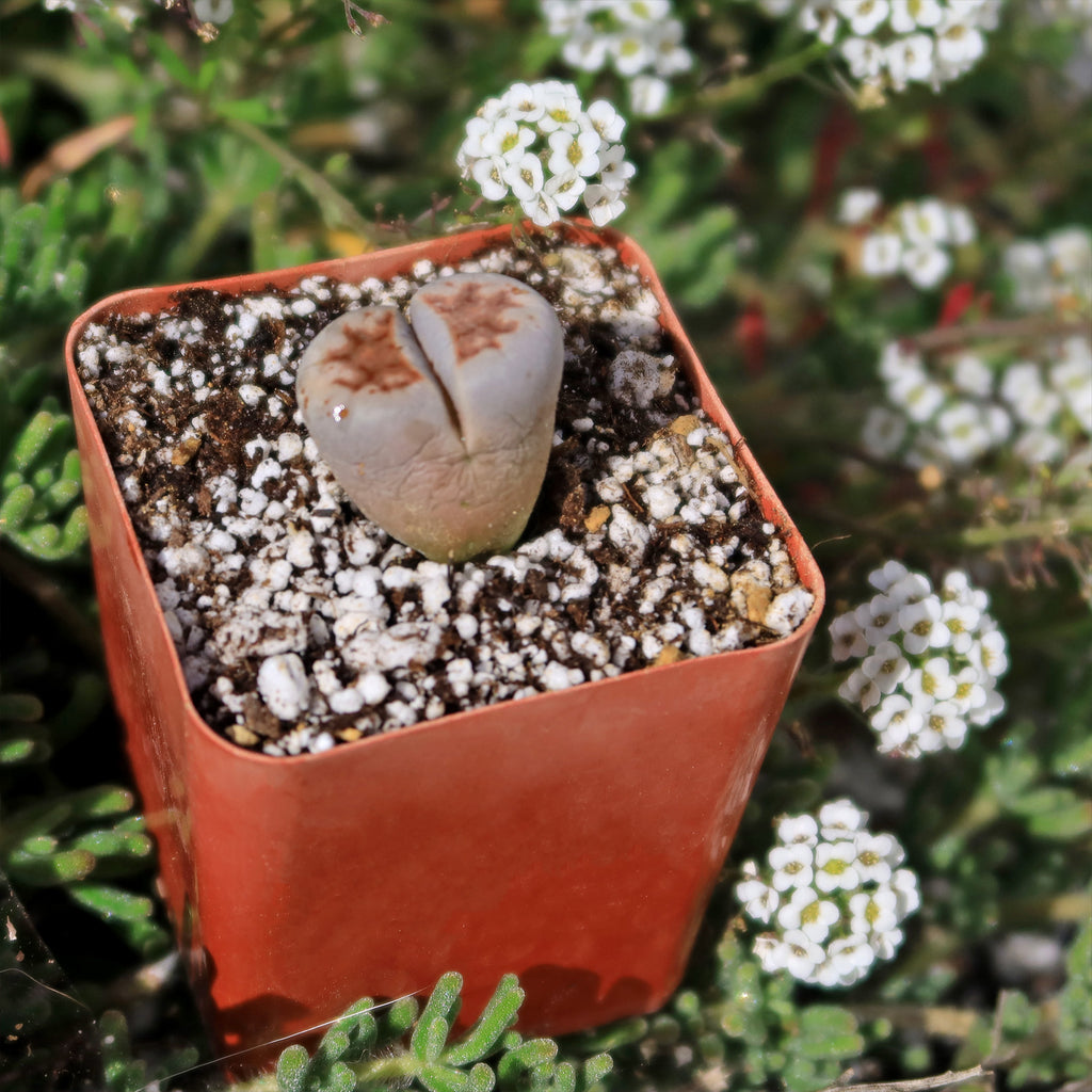 Lithops karasmontana mickbergensis