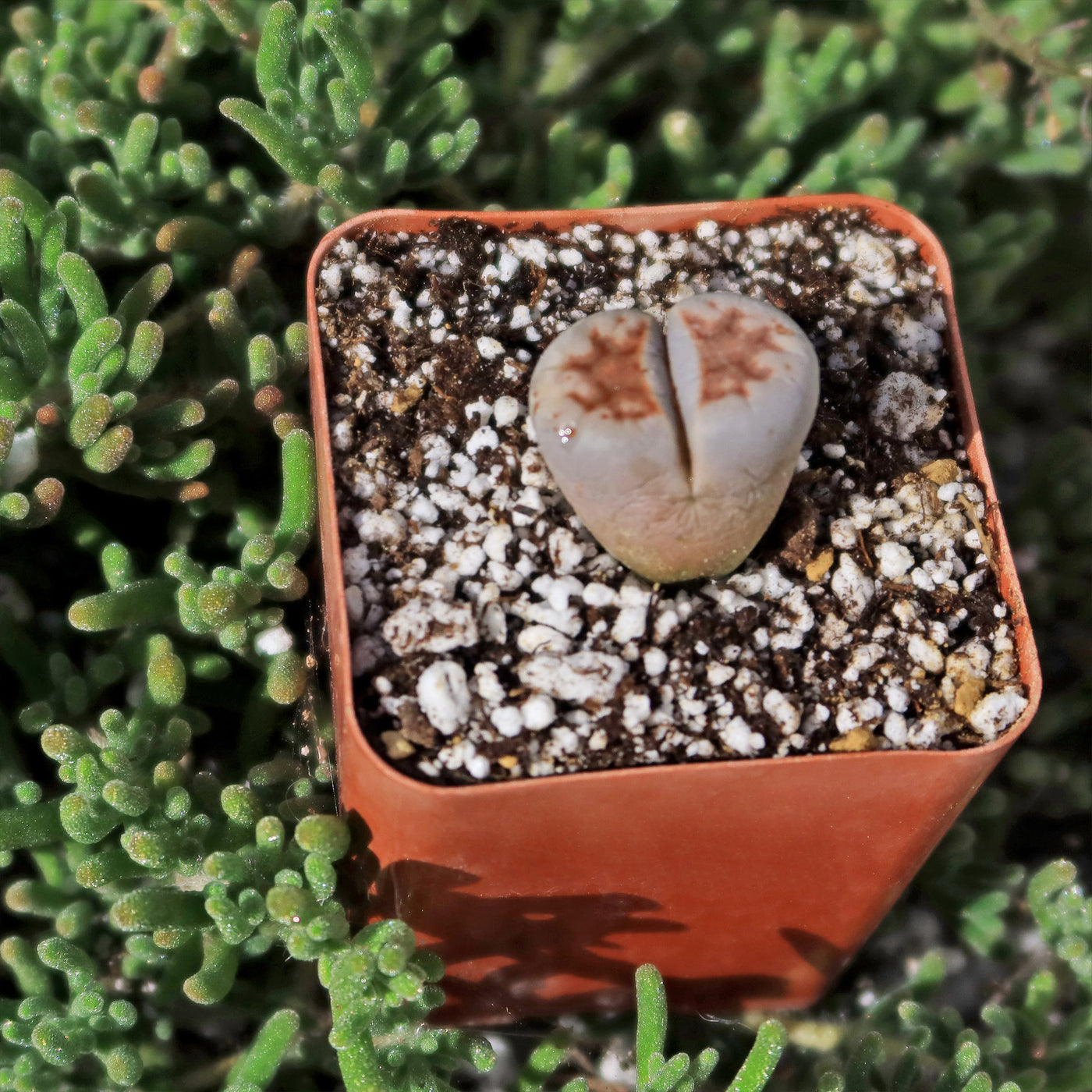 are lithops succulents Shop 'Lithops karasmontana mickbergensis' Care and Info |Planet Desert
