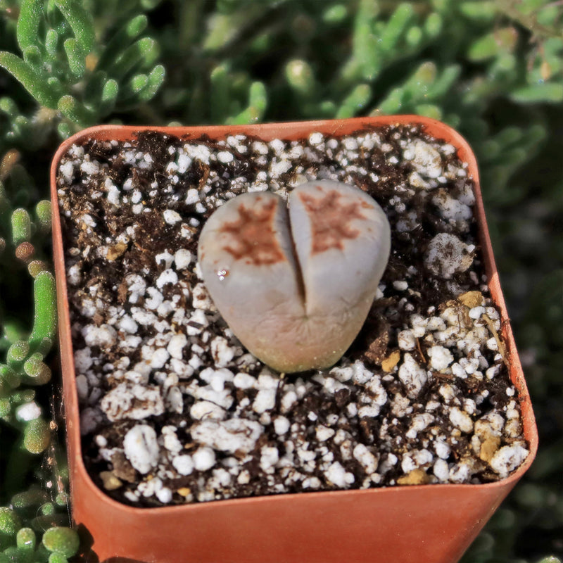 その他多肉植物 Lithops karasmontana Karasmontana-Mickbergensis-2-