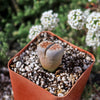 Lithops karasmontana mickbergensis