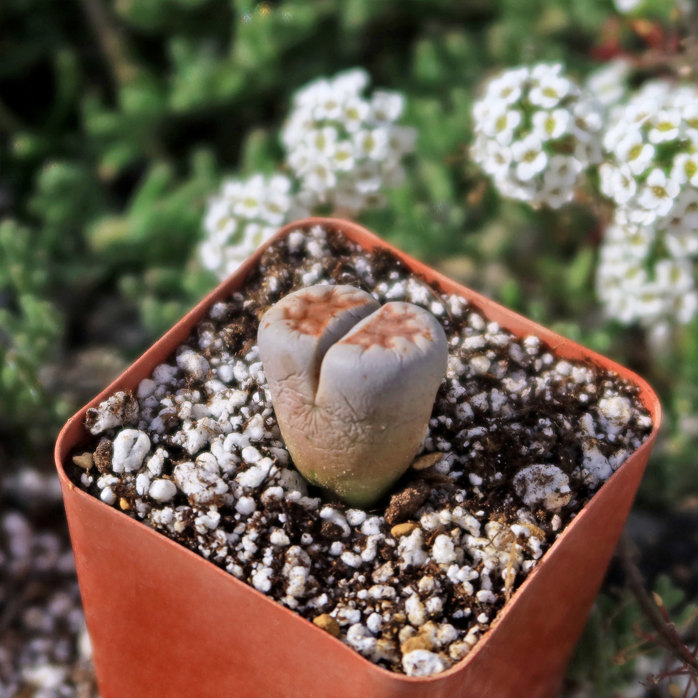 lithops succulents for sale Lithops karasmontana mickbergensis