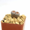 Lithops karasmontana mickbergensis