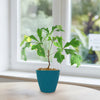 Kiepersol Tree ‘Cussonia paniculata’