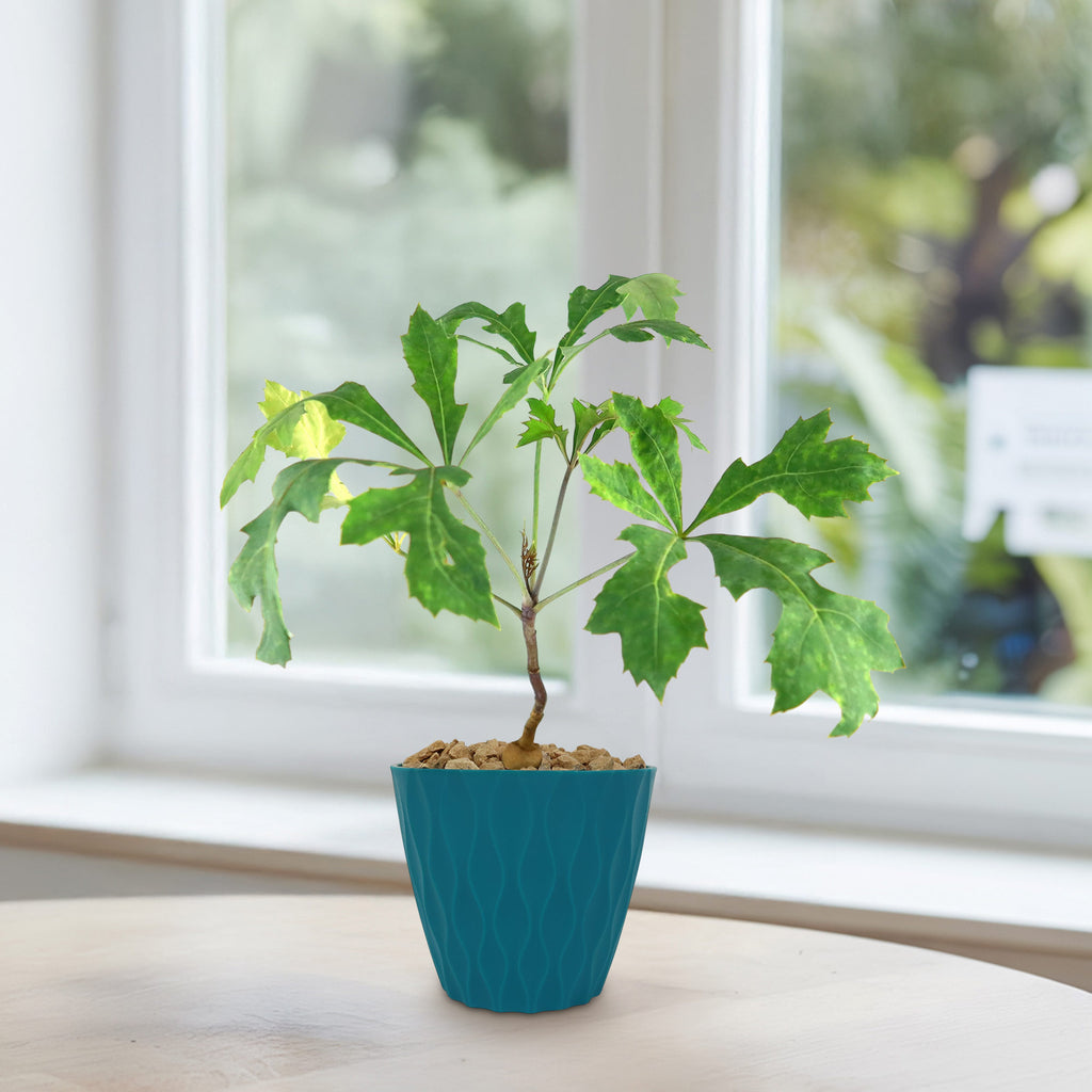 Kiepersol Tree ‘Cussonia paniculata’