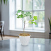 Kiepersol Tree ‘Cussonia paniculata’