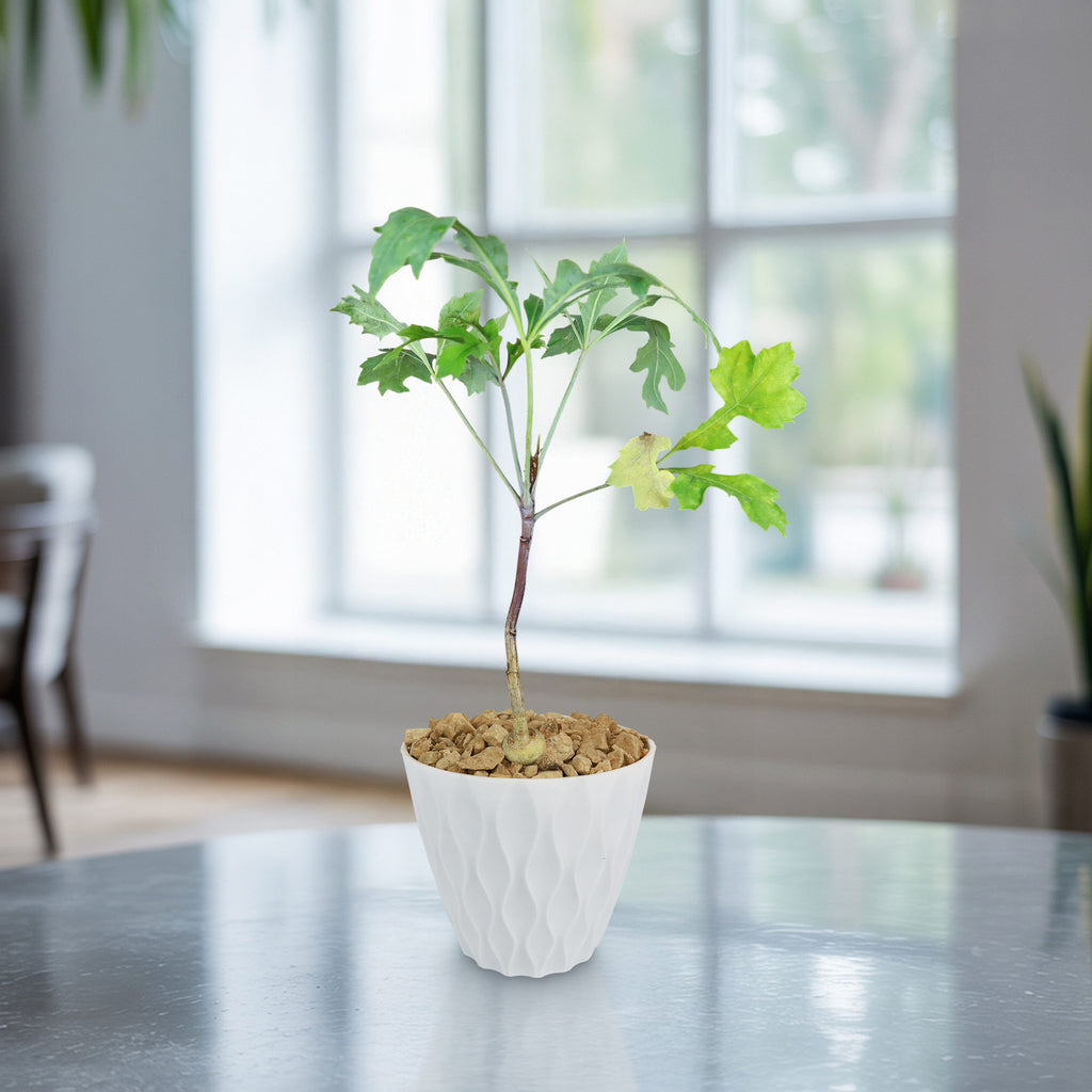 Kiepersol Tree ‘Cussonia paniculata’