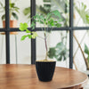 Kiepersol Tree ‘Cussonia paniculata’