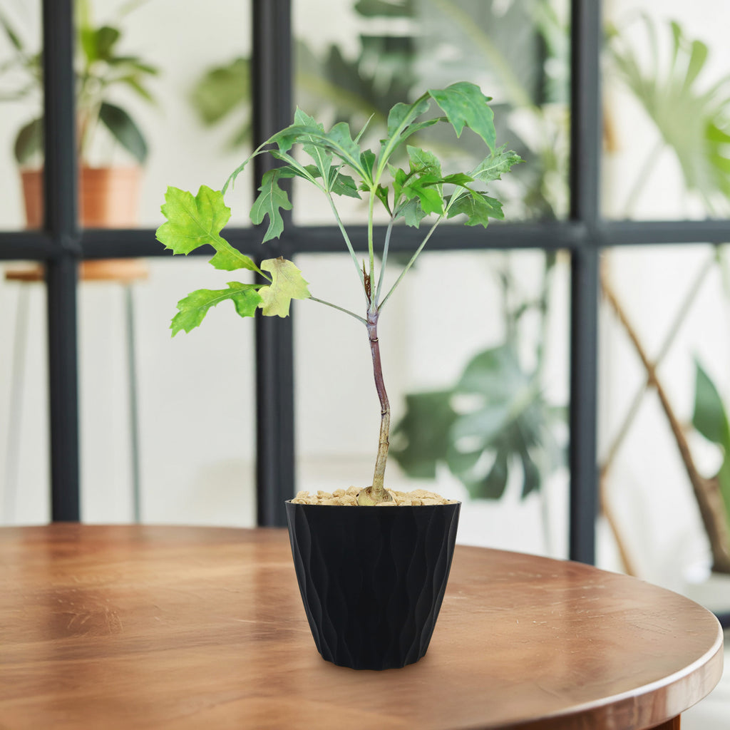 Kiepersol Tree ‘Cussonia paniculata’