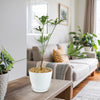 Kiepersol Tree ‘Cussonia paniculata’