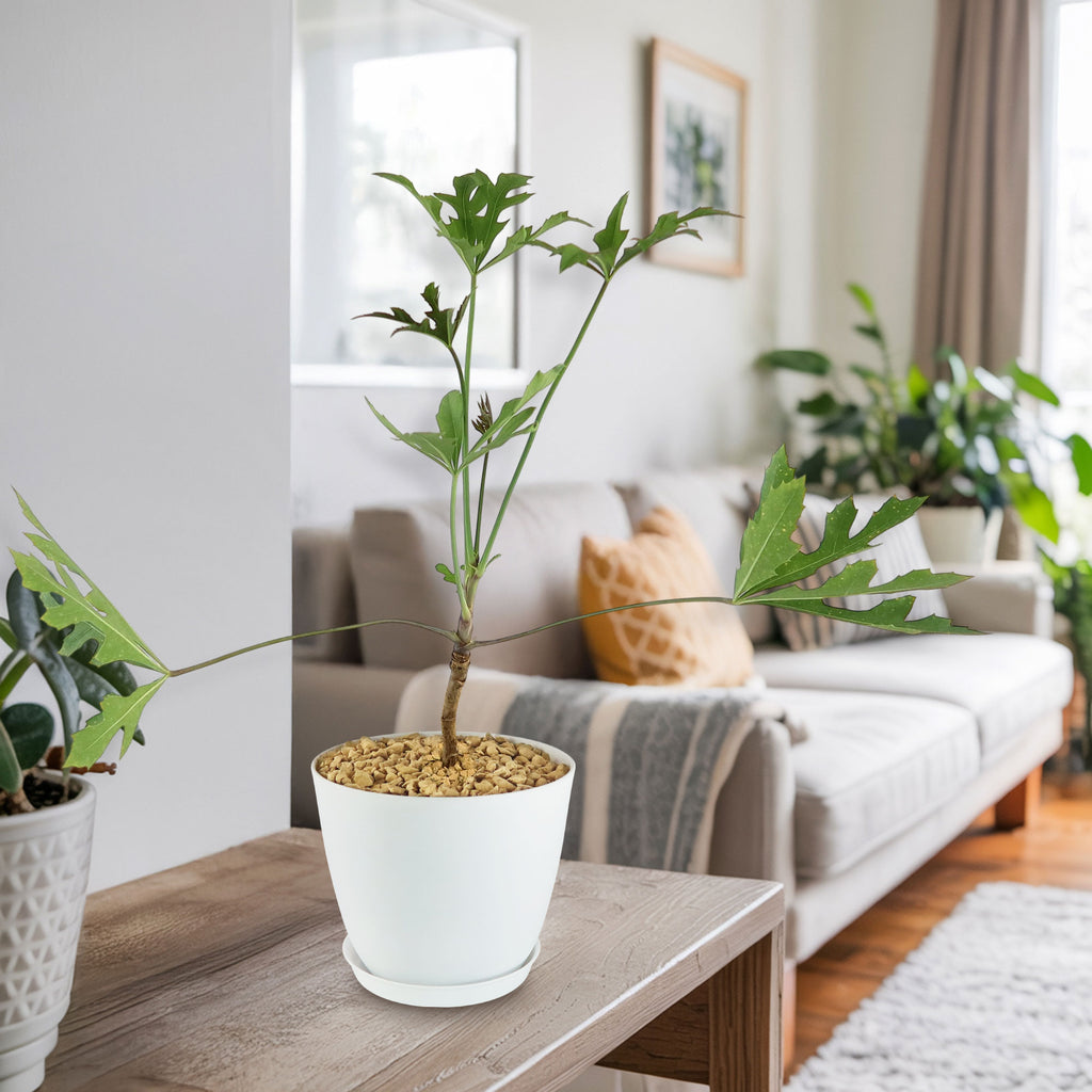 Kiepersol Tree ‘Cussonia paniculata’