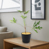 Kiepersol Tree ‘Cussonia paniculata’