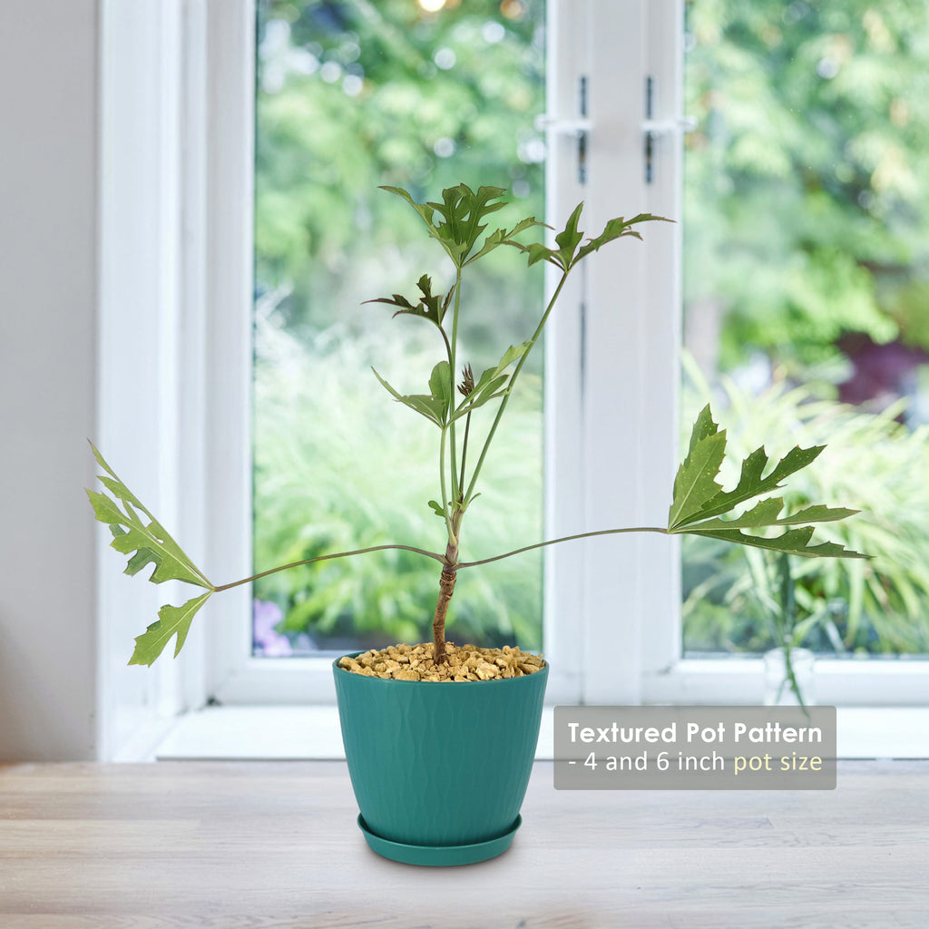 Kiepersol Tree ‘Cussonia paniculata’