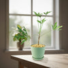 Kiepersol Tree ‘Cussonia paniculata’