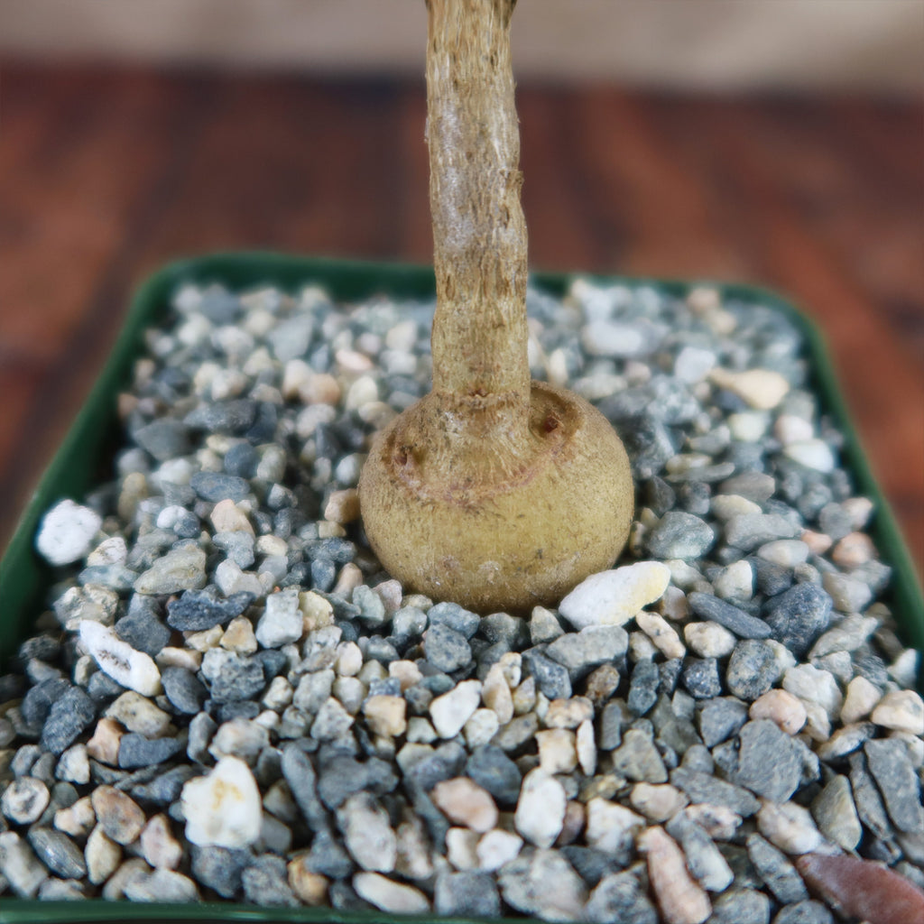 Kiepersol Tree ‘Cussonia paniculata’