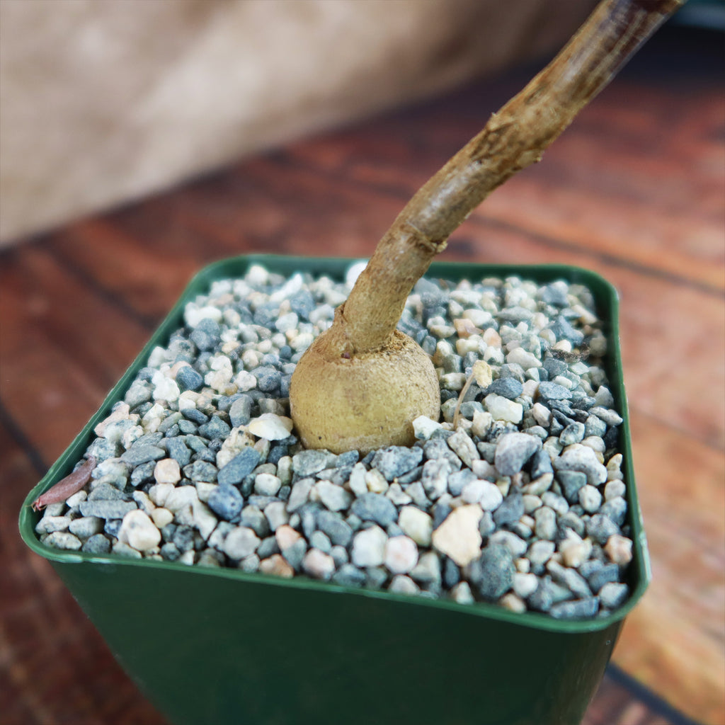 Kiepersol Tree ‘Cussonia paniculata’