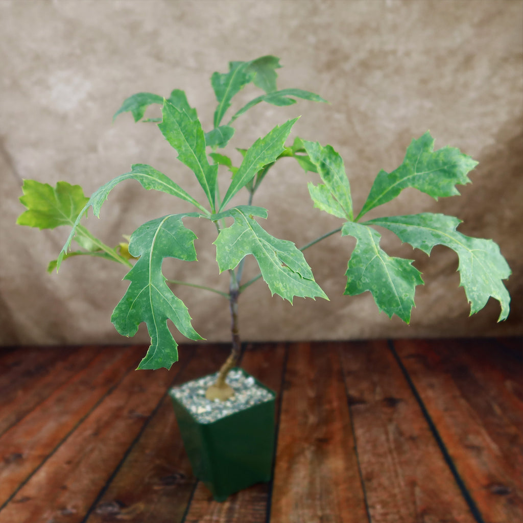 Kiepersol Tree ‘Cussonia paniculata’